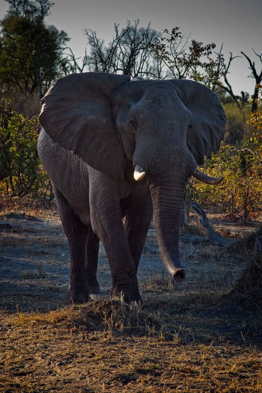 082224 Elephants 4 14.jpg