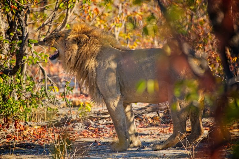 082224 Lion 3 1.jpg