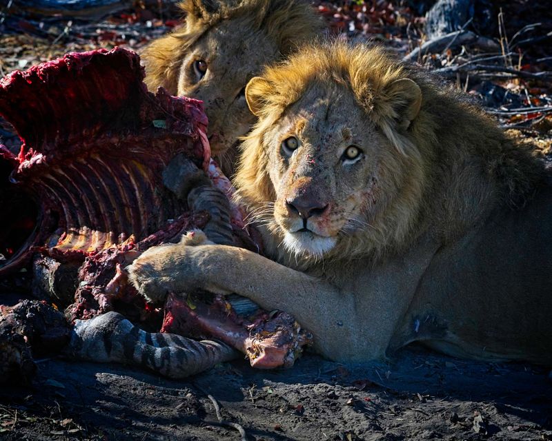 082224 Lion brothers eating a zebra 119.jpg
