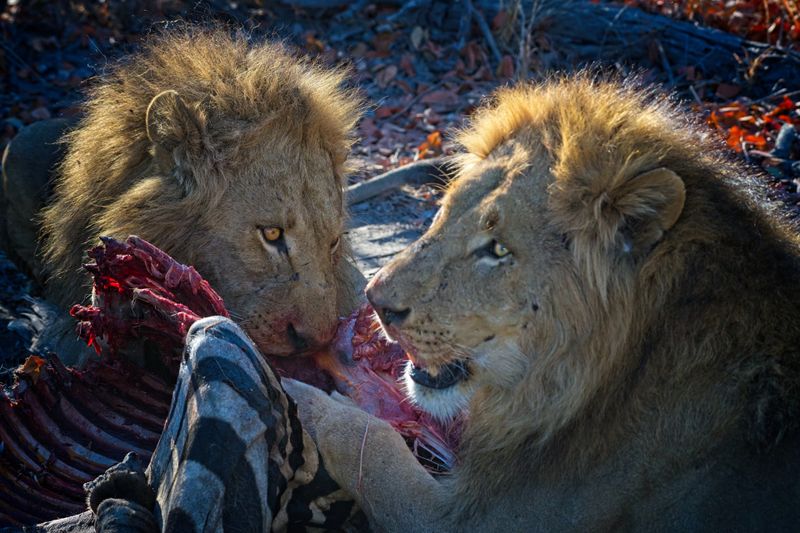 082224 Lion brothers eating a zebra 51.jpg
