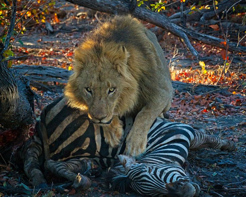 082224 Lion eating a zebra 44.jpg
