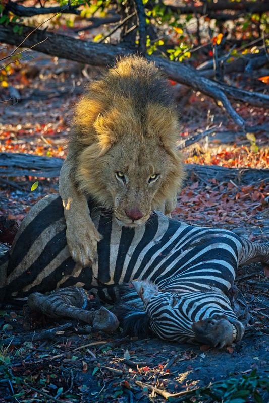 082224 Lion eating a zebra 95.jpg