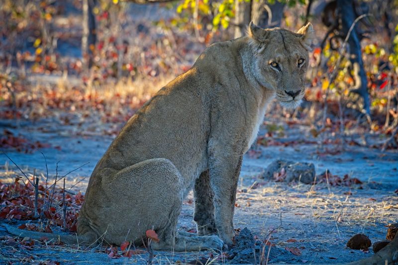 082224 Lions 18.jpg