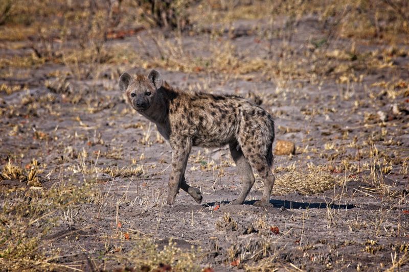 082224 Spotted hyena 13.jpg