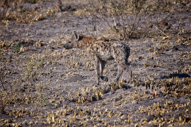 082224 Spotted hyena 5.jpg