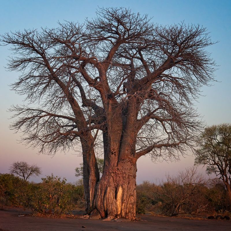 082324 Baobab 1.jpg
