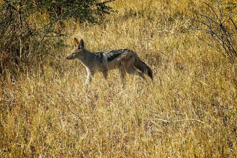 082324 Blackbacked Jackal 3 1.jpg