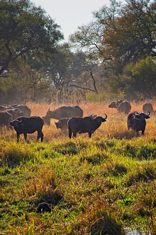082324 Cape Buffalo 2 6.jpg