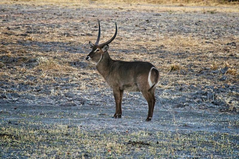 082324 Commom Water Buck 1.jpg