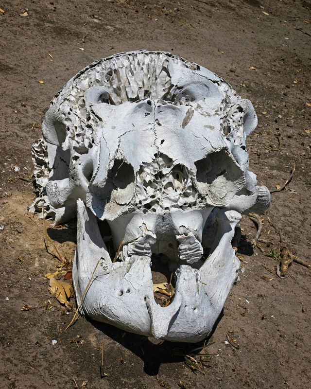 082324 Elephant skull 2.jpg