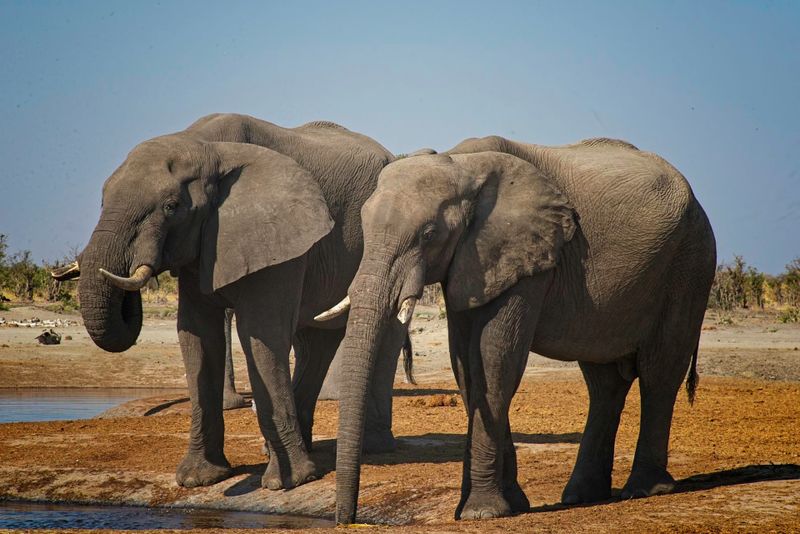 082324 Elephants at watering hole 3 19.jpg