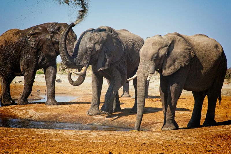 082324 Elephants at watering hole 3 37.jpg