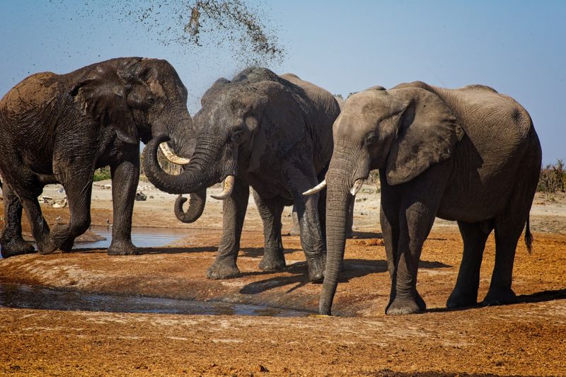 082324 Elephants at watering hole 3 38.jpg