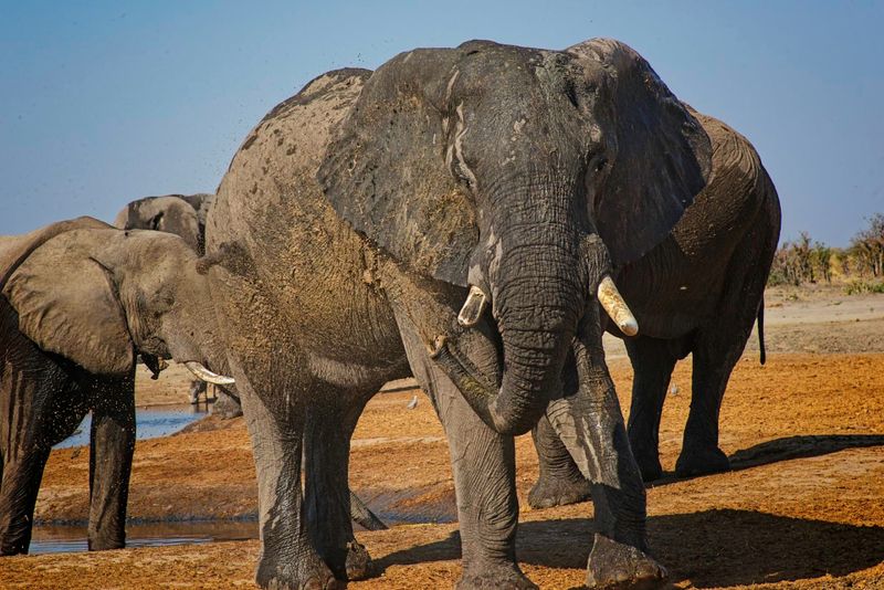 082324 Elephants at watering hole 3 50.jpg