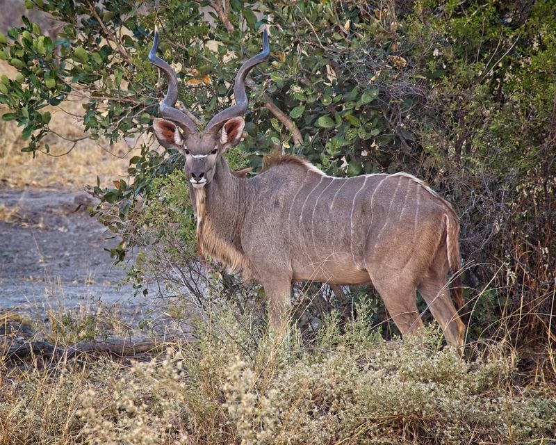 082324 Greater Kudu 2 2.jpg