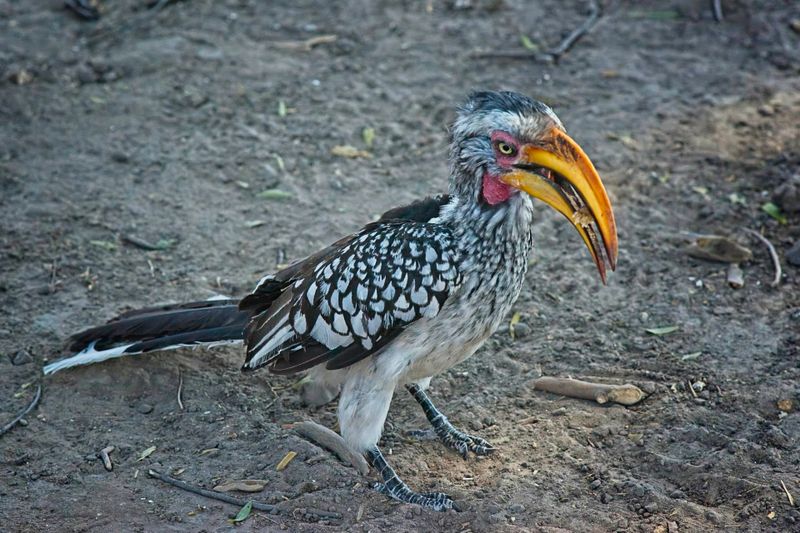082324 Yellowbilled Hornbill 21.jpg