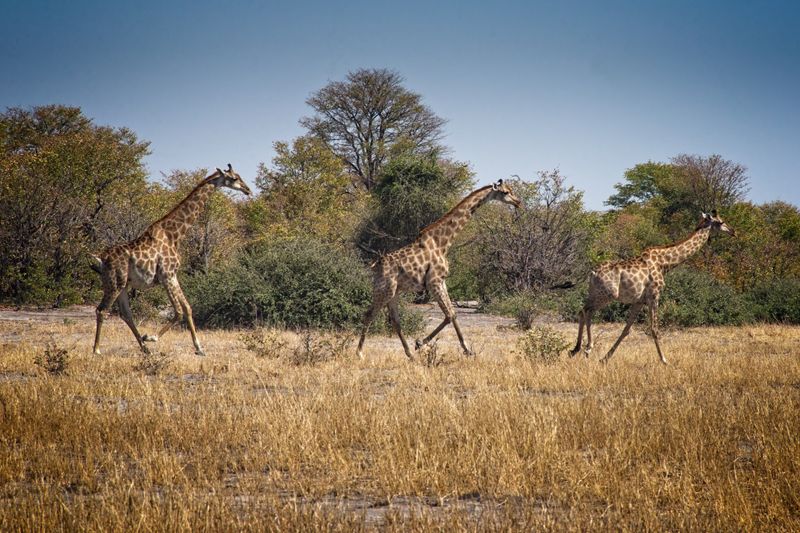 082324 Giraffes running.jpg