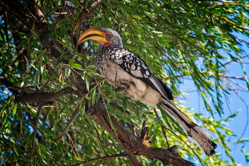 Yellow billed Hornbill 2