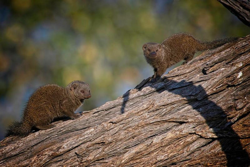 082424 Dwarf mongoose 9.jpg