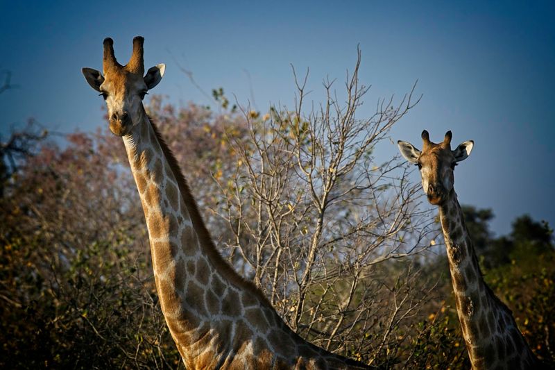 082424 Giraffe 2.jpg