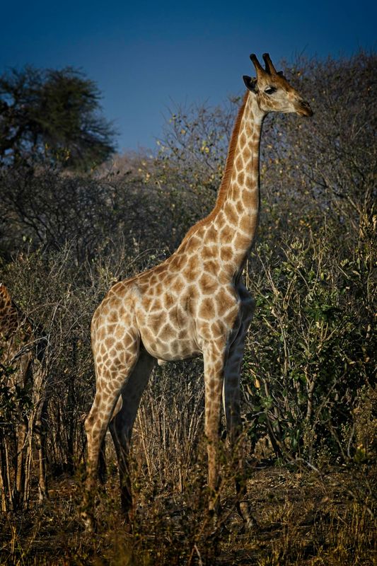 082424 Giraffe 6.jpg
