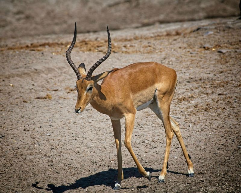 082424 Impala 2.jpg