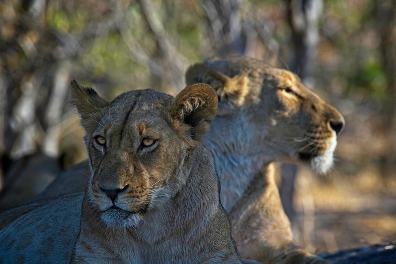 082424 Lioness 20.jpg