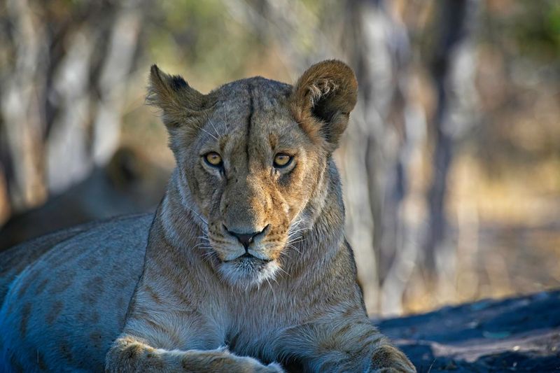 082424 Lioness 23.jpg