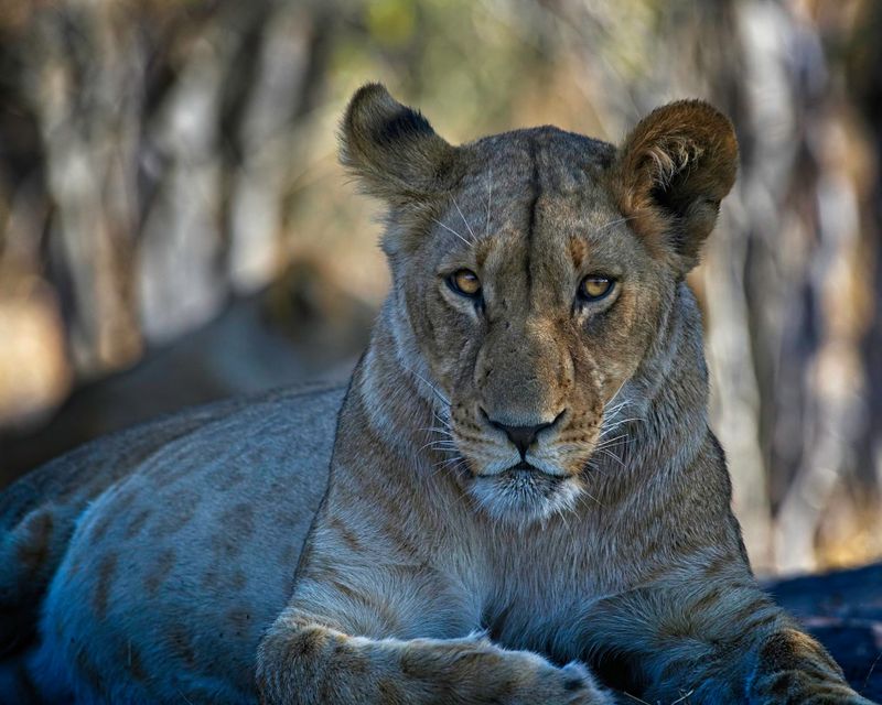 082424 Lioness 25.jpg