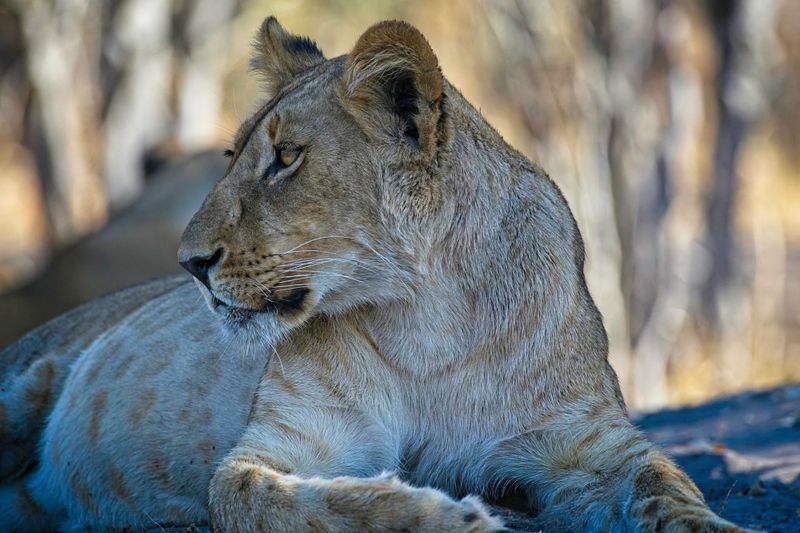 082424 Lioness 26.jpg