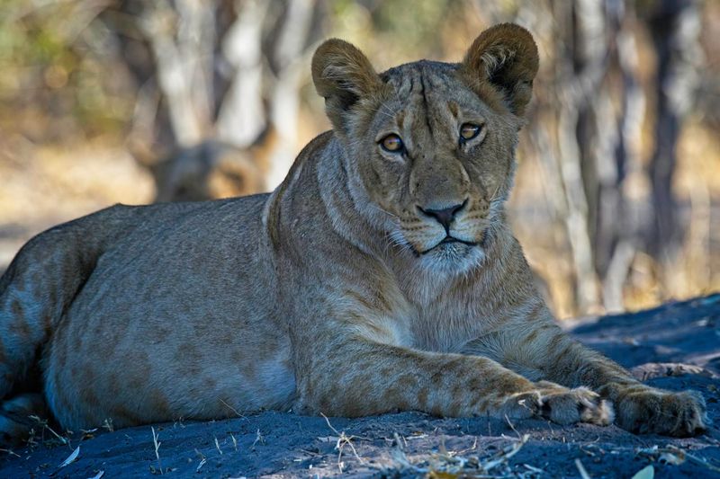 082424 Lioness 28.jpg