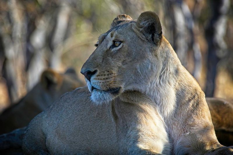 082424 Lioness 6.jpg