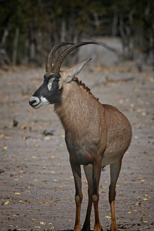 082424 Roan Antelope 2.jpg