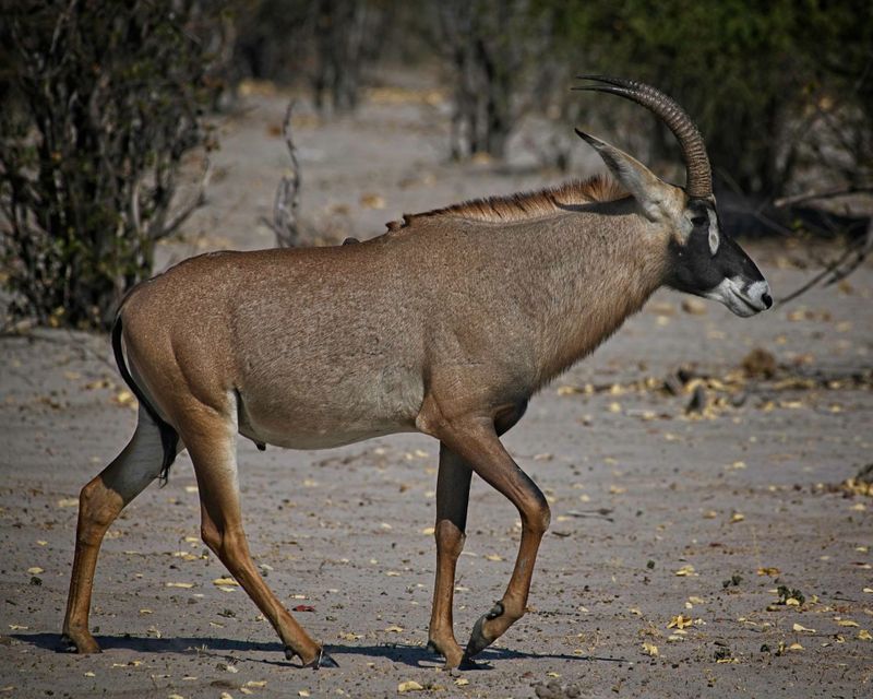 082424 Roan Antelope 4.jpg