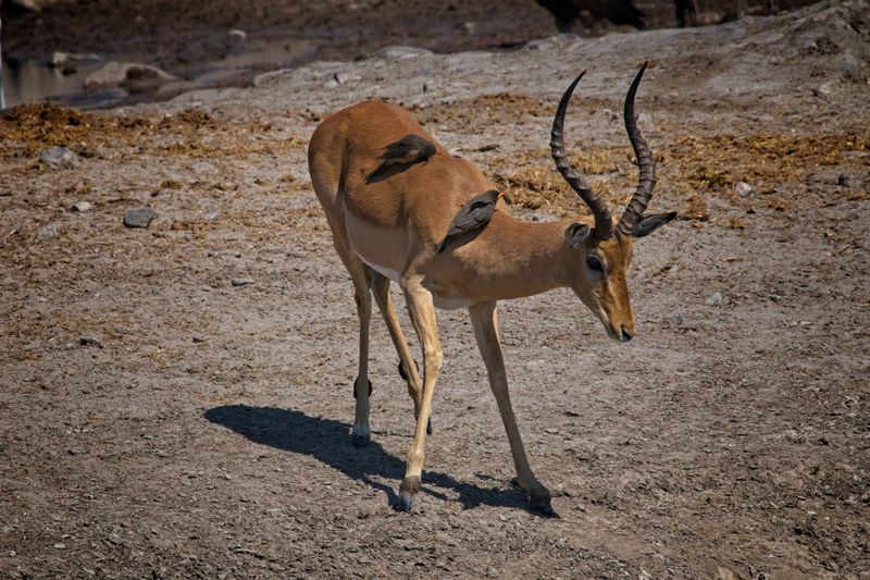082424 Impala 4.jpg