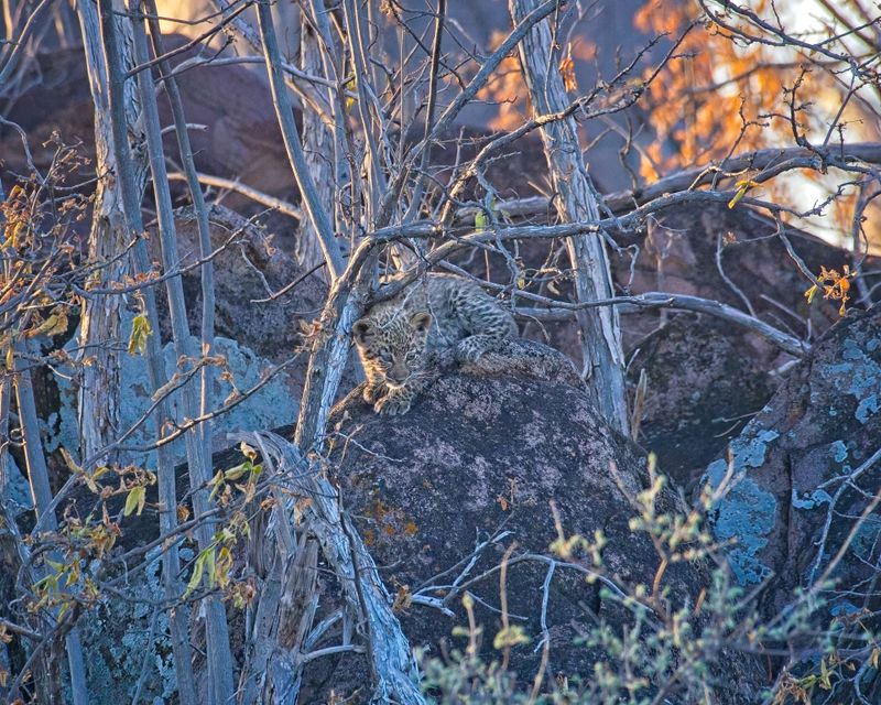082424 Leopard cubs 15.jpg