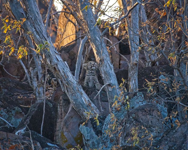 082424 Leopard cubs 18.jpg