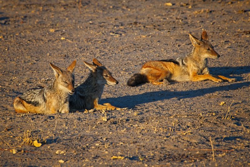 082524 Blackbacked Jackals 2 14.jpg
