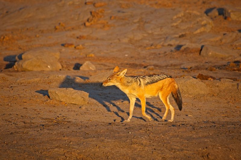 082524 Blackbacked Jackals at watering hole 2.jpg