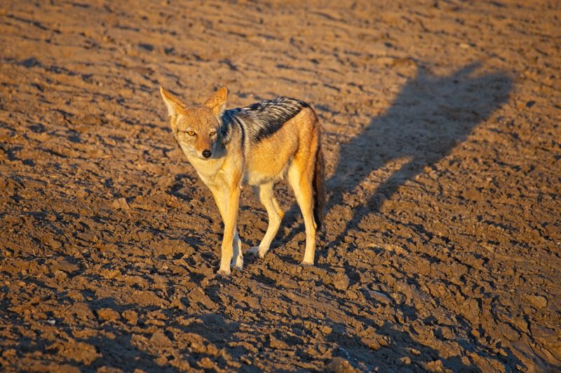 082524 Blackbacked Jackals at watering hole 4.jpg