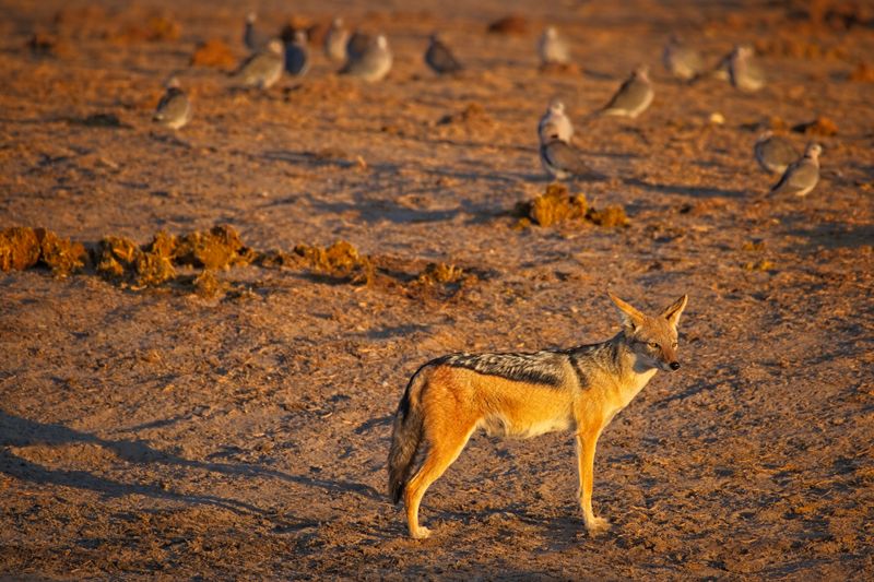 082524 Blackbacked Jackals at watering hole 2.jpg