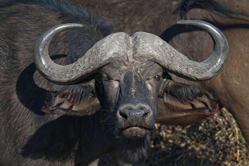 082524 Cape Buffalo head portrait 4.jpg