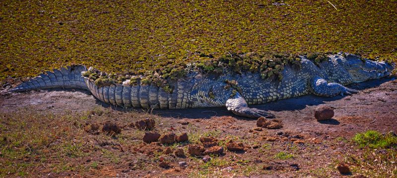 082524 Crocodile pano.jpg