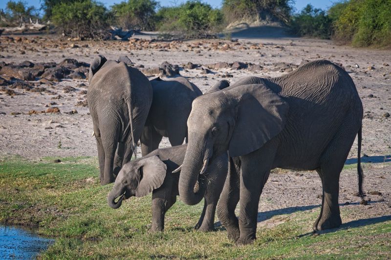082524 Elephant 2.jpg