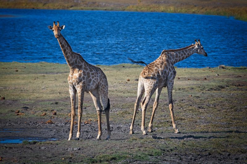 082524 Giraffe 4 12.jpg