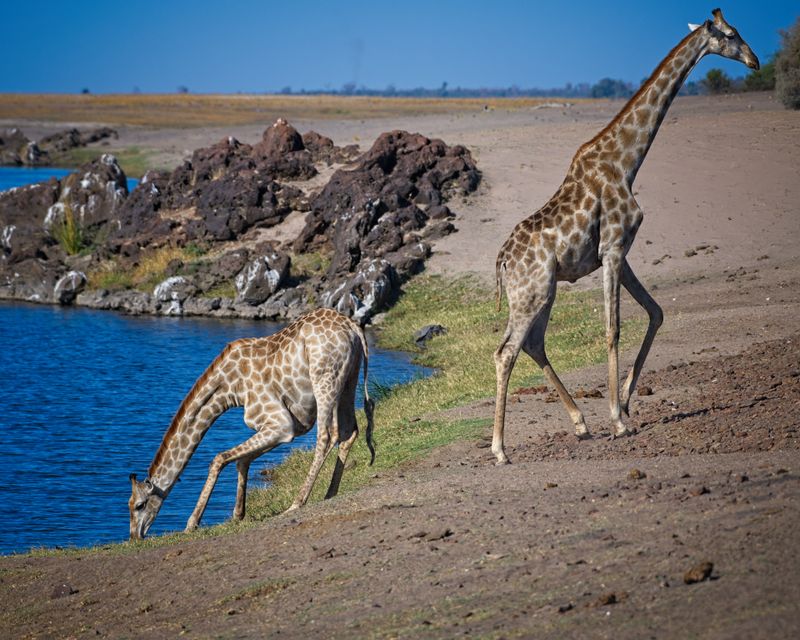 082524 Giraffe 4 15.jpg