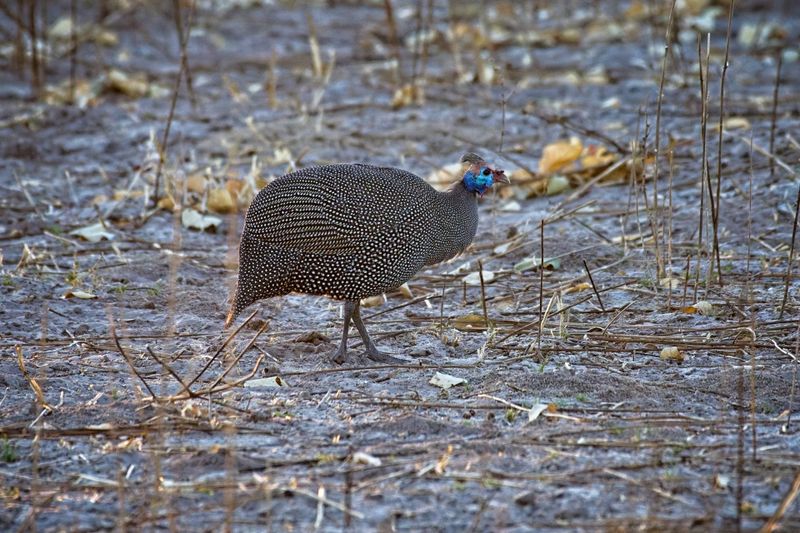082524 Helmeted Guinea Fowl 4 1.jpg