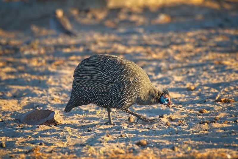 082524 Helmeted Guinea Fowl 7.jpg