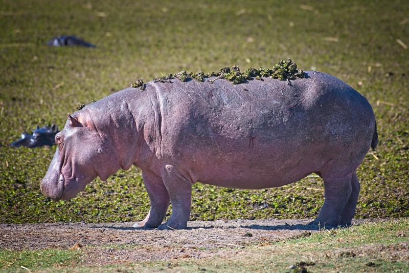 082524 Hippos 15.jpg