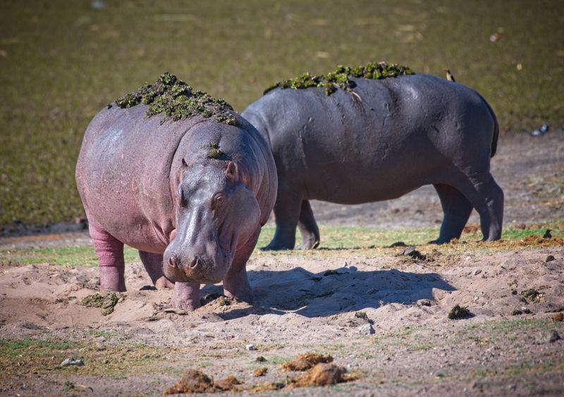 082524 Hippos 9.jpg